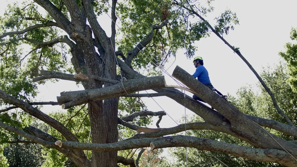 Professional Crown Thinning performed by certified arborists in Osco